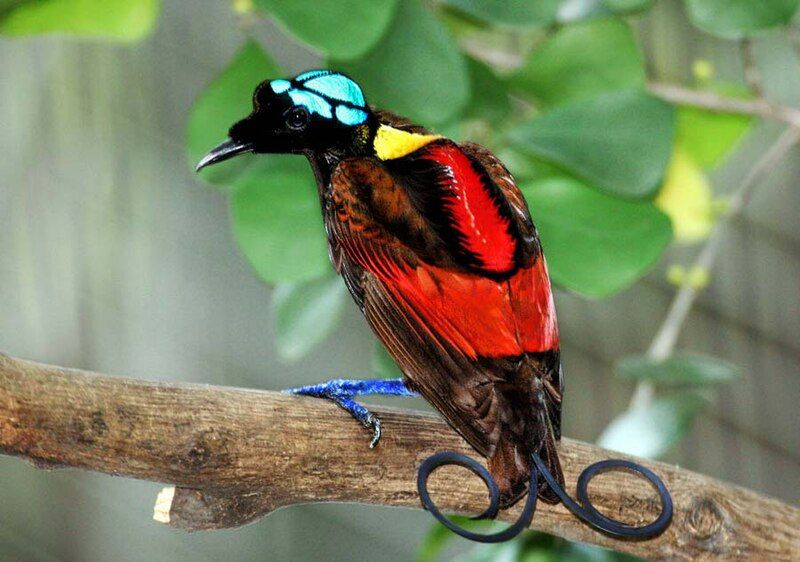 Wilson's_Bird_of_Paradise