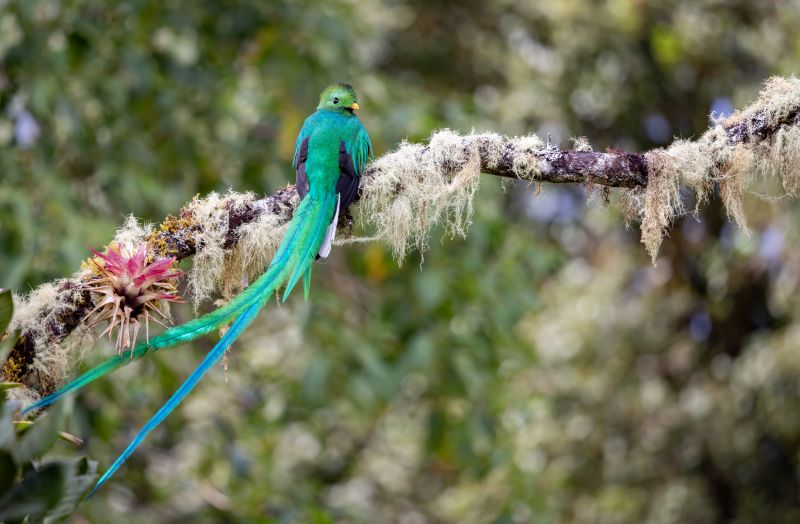a-resplendent-quetzal-on-a-tree-branch-in-forest
