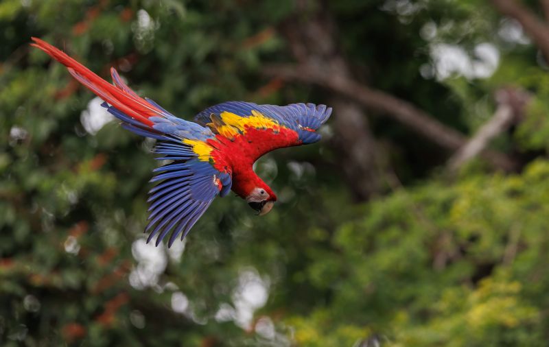 a-scarlet-macaw-in-flight