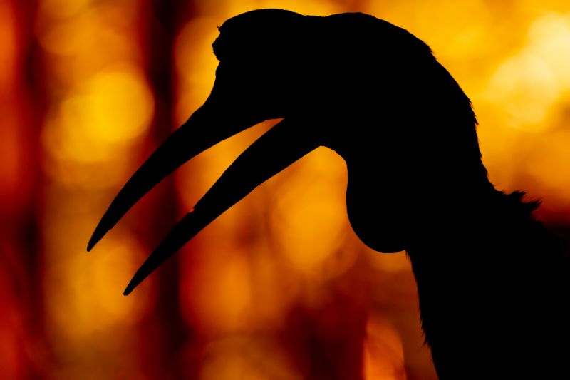 An Abyssinian ground hornbill silhouette.