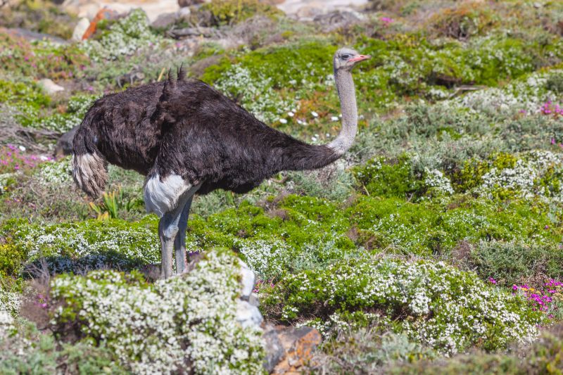 A male ostrich (Struthio camelus) in Table Mountain National Park, South Africa.