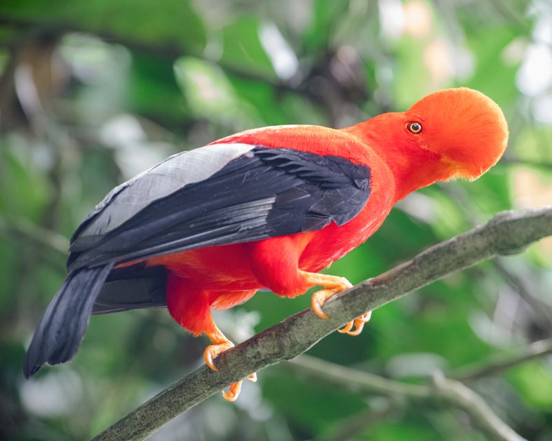 Andean Cock of the rock (rupicola peruviana). One of the most beautiful birds in the world perched on a branch in the middle of a lek