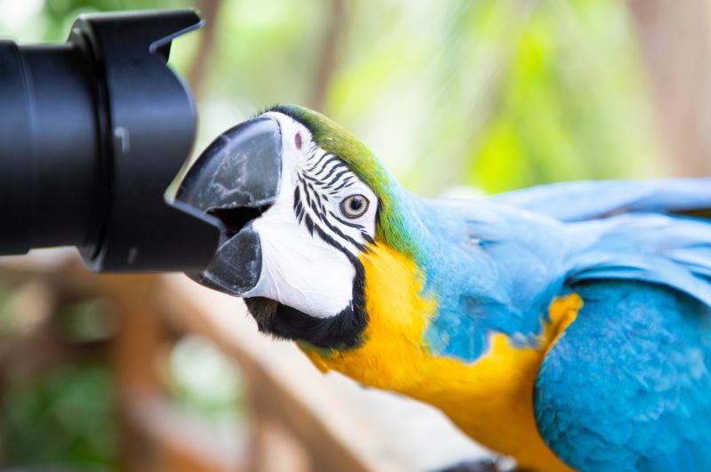 beautiful Blue-and-Yellow Macaw in rainforest
