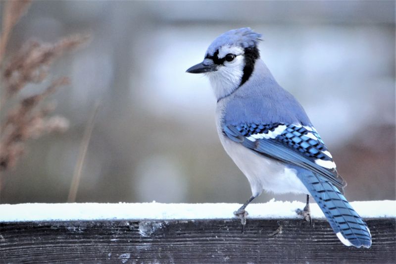 beautiful-blue-blue-jay-in-nature