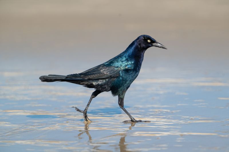 A beautiful Common grackle stands in the sunlit shallow surf of a beach, wading through the water