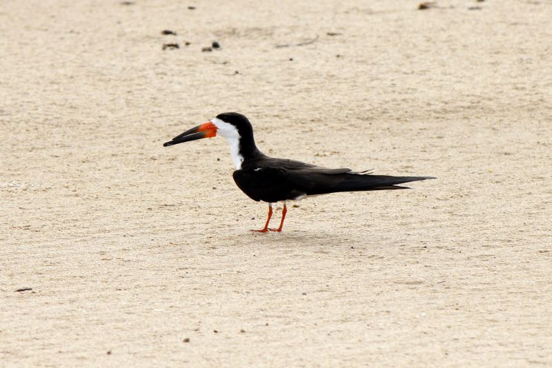 A isolated black skimmer (Rynchops niger) on a sand bank of a River in Brazil.