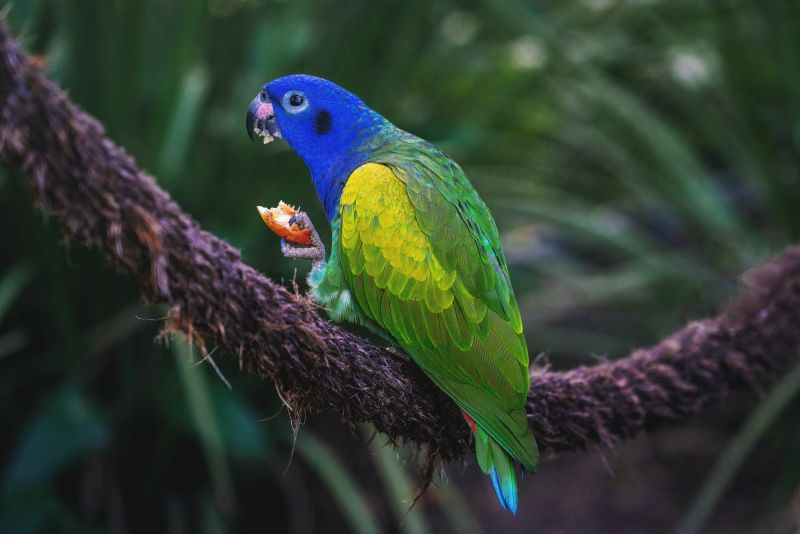Blue-headed Parrot eating fruit (Pionus menstruus)