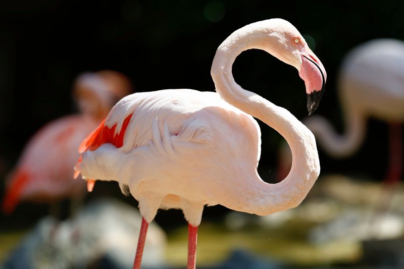A close up of a pink flamingo with a blurred background