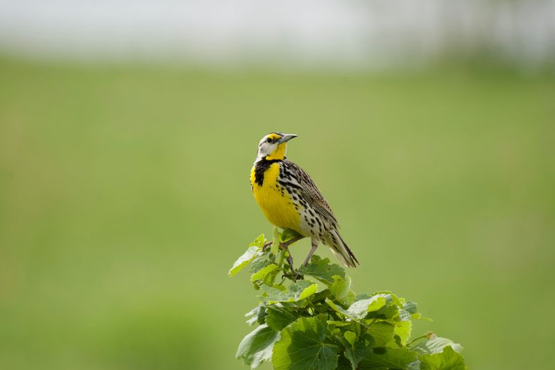 A closeup of an eastern meadowlark (Sturnella magna) perched on a green branch
