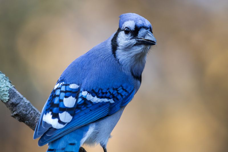 A closeup shot of a blue jay perched on a branch on blurred background
