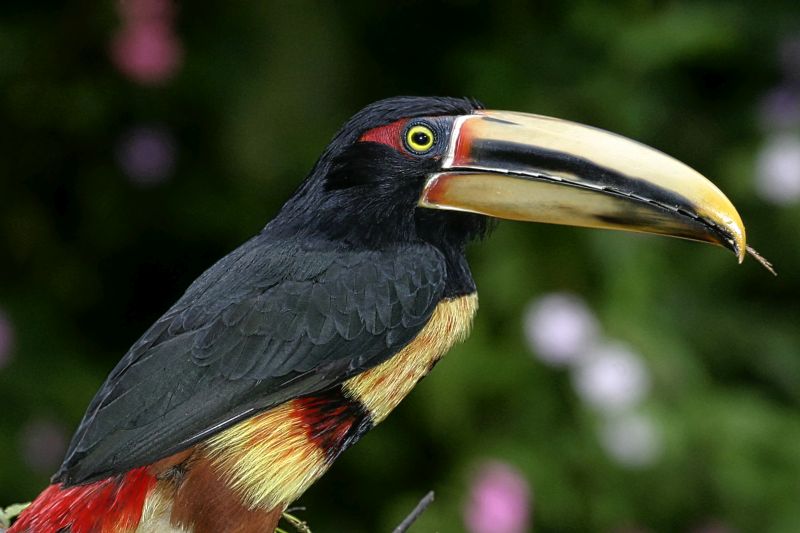 Collared Aracari, Pteroglossus torquatus, Mindo Nambillo Cloud Forest Reserve, Pichincha, Ecuador, America
