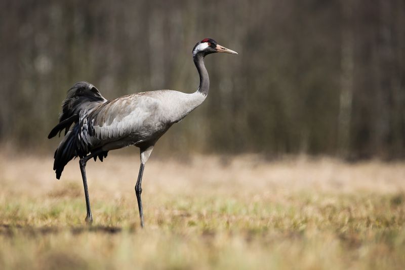 Common crane, grus grus, walking on meadow with dry grass in springtime nature. Grey long-legged bird moving on grassland in spring. Feathered animal marching on dry glade.