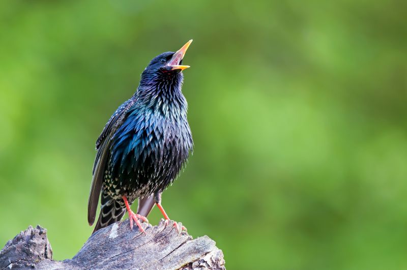 European starling perching on tree stump and singing