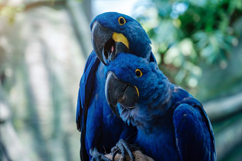 Couple of Blue Hyacinth macaw parrot in park. The manifestation of feelings, tenderness and care.