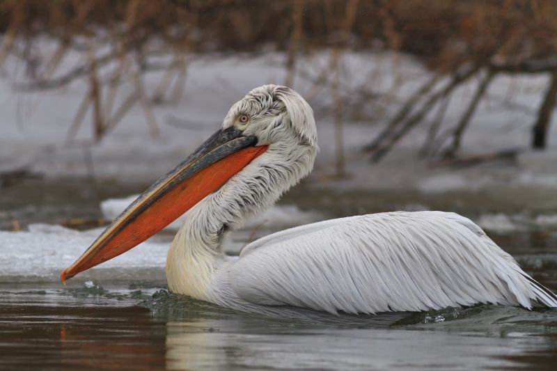 Dalmatian Pelican (Pelecanus crispus) in the Danube Delta, Romania