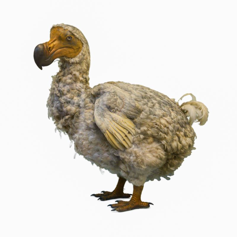 Dodo o dronte ,Raphus cucullatus, una especie extinta de ave columbiforme