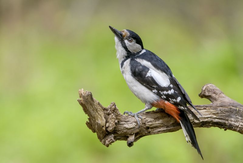 great-spotted-woodpecker-on-a-branch