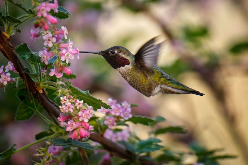 A hummingbird in flight near a blooming tree with pink flowers