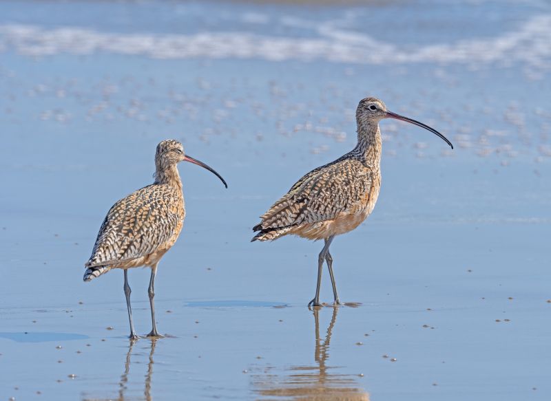 Long Billed Curlews on a Sunny Coast on Point Reyes National Seashore in California