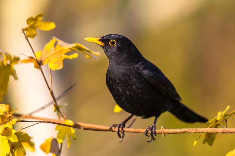 Male common blackbird (Turdus merula) perched on branch with bright autumnal colored background