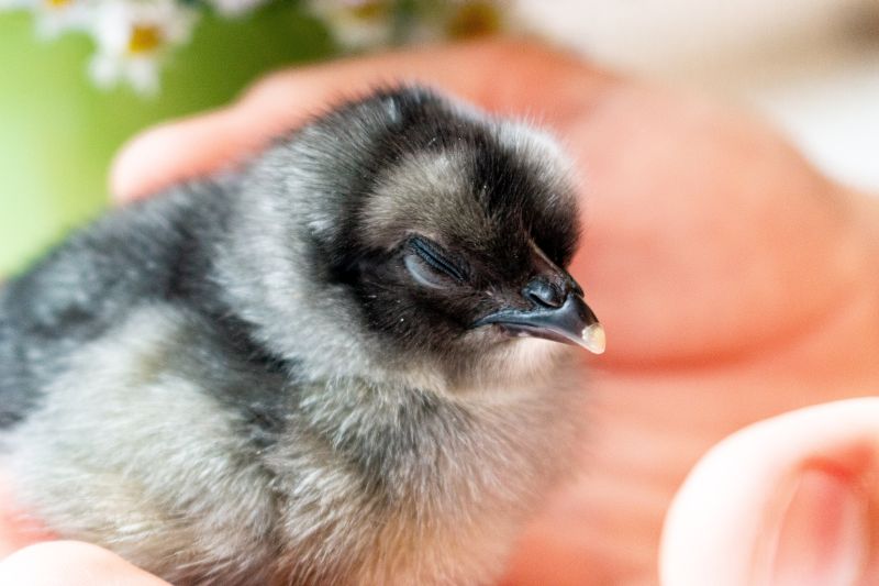 one-small-sleeping-dark-gray-chicken-on-the-background