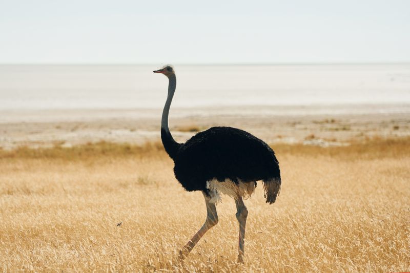 Ostrich standing outdoors in Africa's savanna.