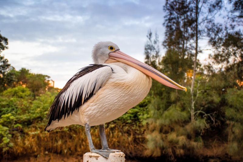 australian pelican-on-nature-background