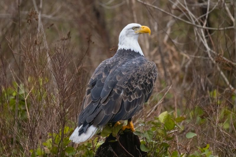 bald-eagle-perching-on-a-stump