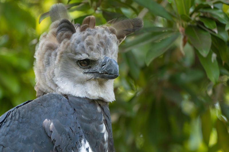 A portrait of a Harpy Eagle on a tree in a forest with a blurry background