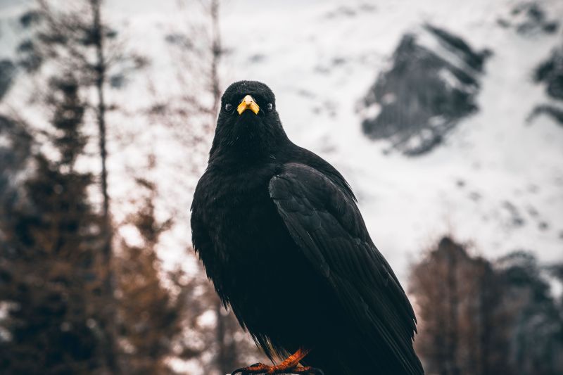 A portrait of Alpine chough or yellow-billed chough (Pyrrhocorax graculus)