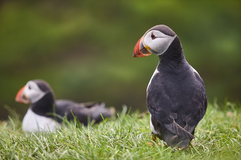 Puffin on Mykines cliffs with green nature background. Faroe islands birdlife