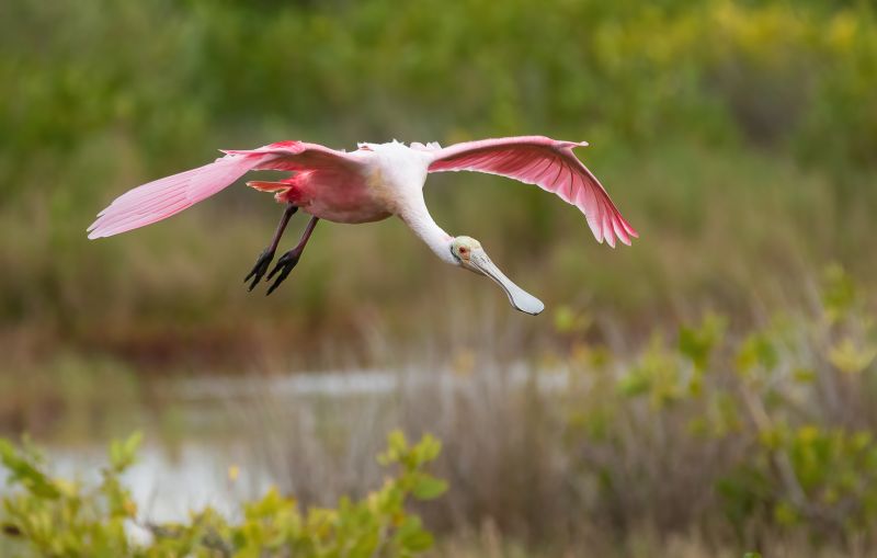 roseate-spoonbill