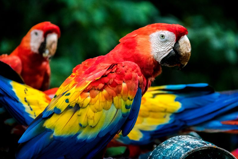 Scarlet Macaws - Copan, Honduras
