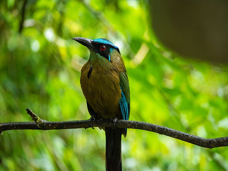 amazonian-motmot-in-jungle