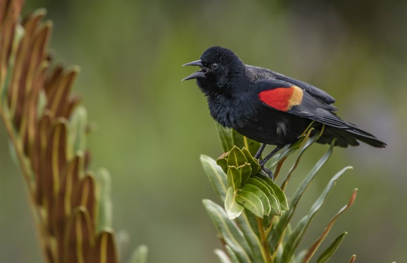 A selective focus shot of a Red-winged blackbird perched on a branch