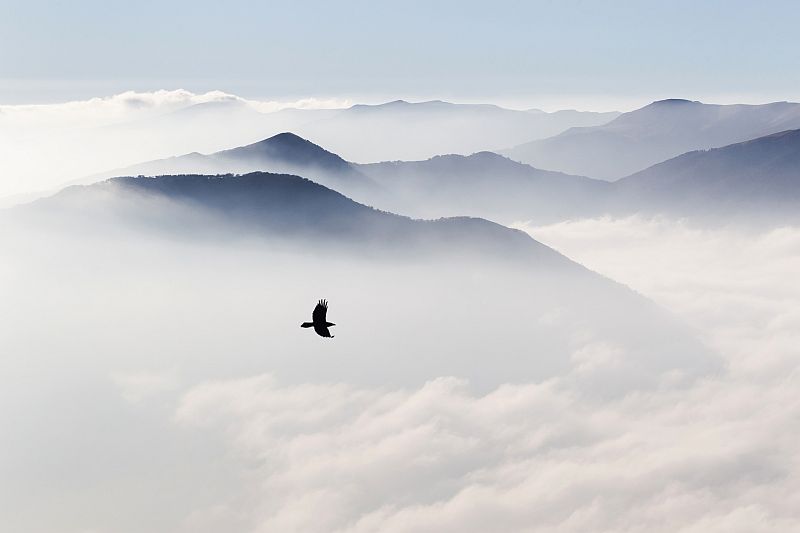 Silhouettes of mountains in the mist and bird flying