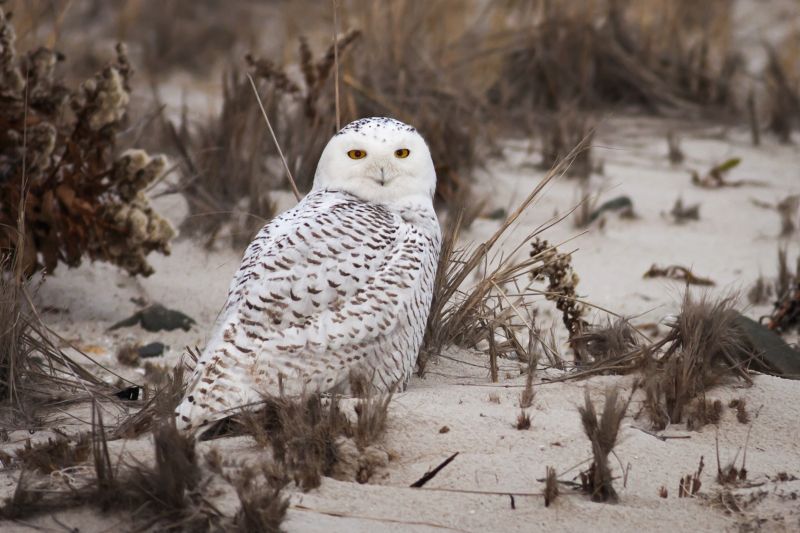 Snowy Owl standing on a sandy beach.