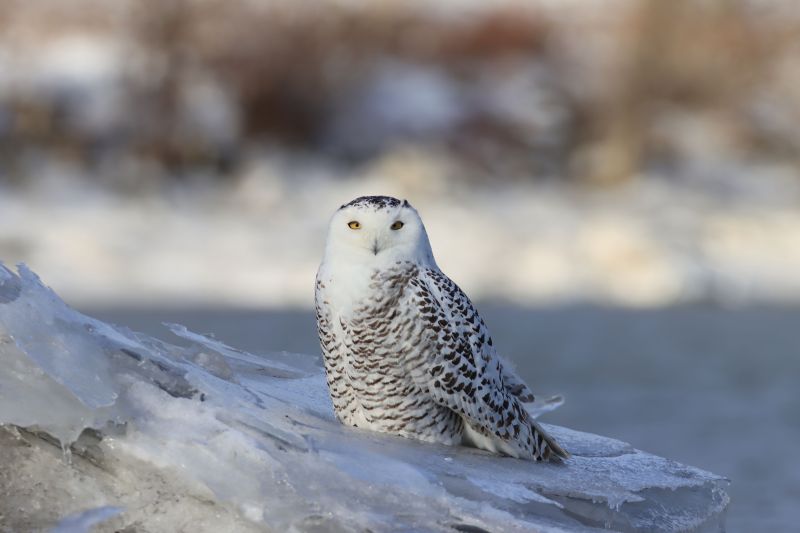 A stunning snow owl perched on the edge of an icy winter landscape.