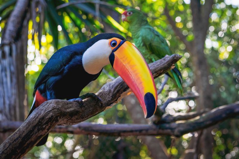 Toco Toucan bird (Ramphastos toco)