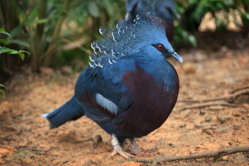 Victoria crowned pigeon (Goura victoria)