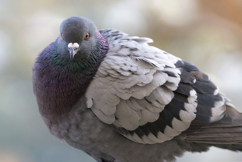 A view of a pigeon standing on the branch of the tree in the forest on a blurry background