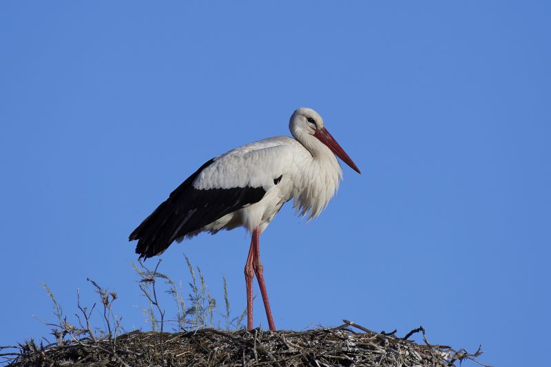 White stork in its nest with blue skies in the background
