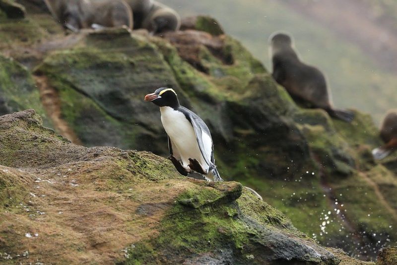 Erect-Crested Penguin on a rock