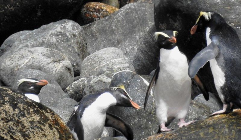 Fiordland Crested Penguins on boulders