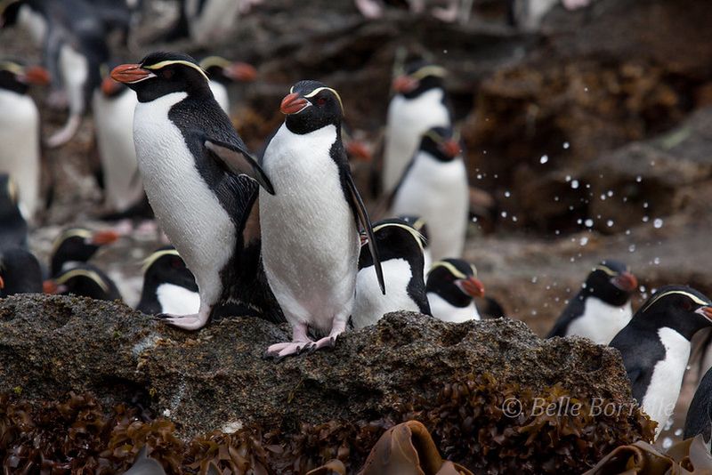Snares Penguins on a rock
