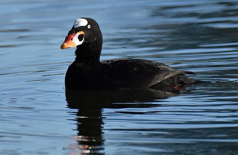 Surf Scoter duck in pond