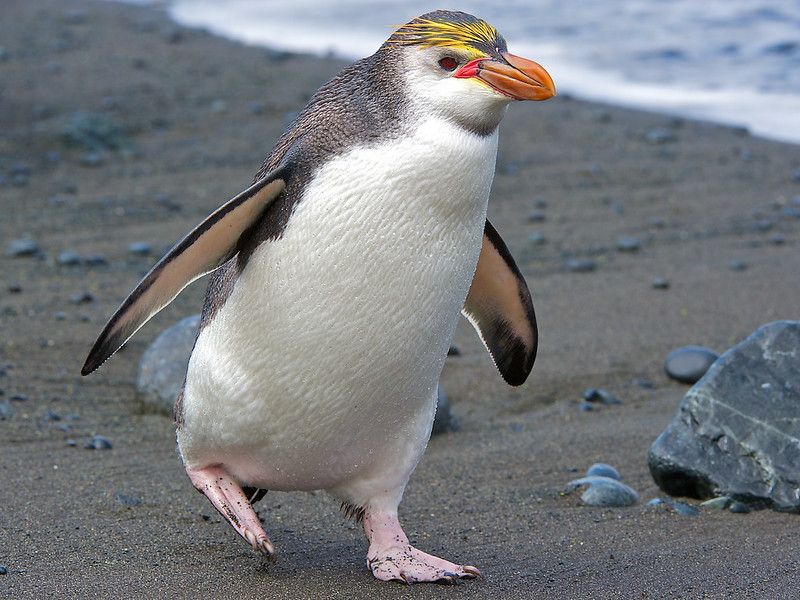 Royal Penguin on the beach