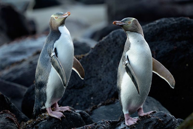 Yellow-Eyed Penguins on rocks