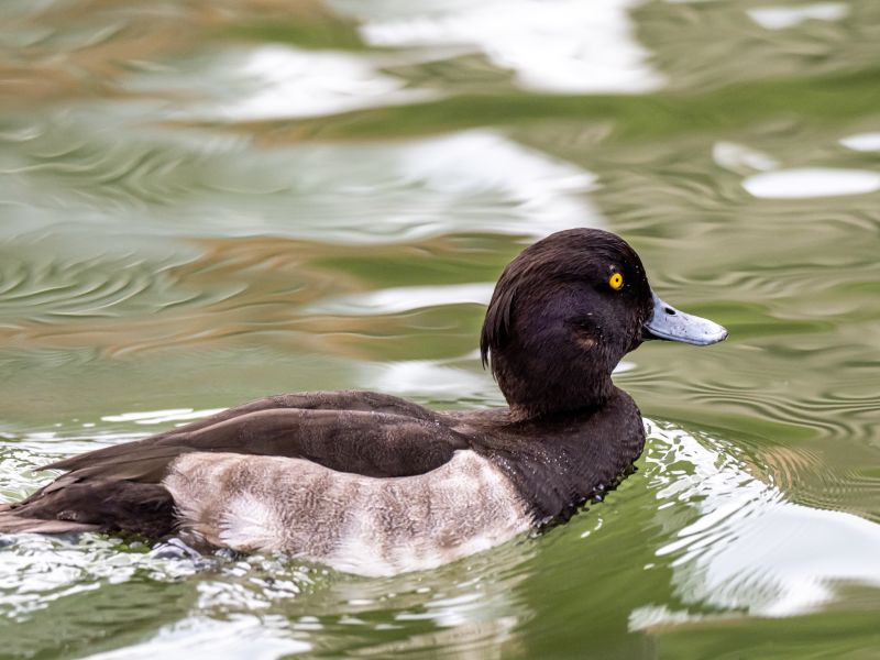 A beautiful cute Greater Scaup duck with expressive eyes in the middle of the lake