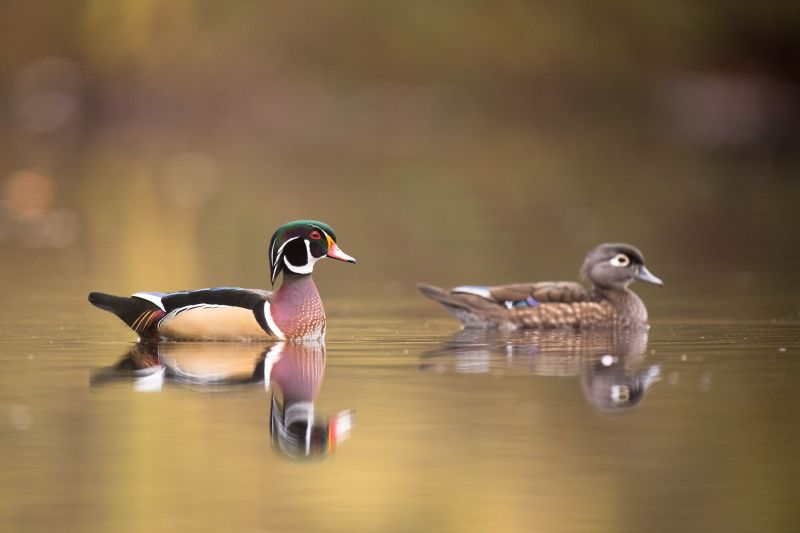A closeup shot of Wood Ducks swimming in the water